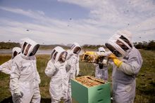Saffire Freycinet Beekeeping Experience