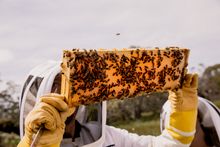 Saffire Freycinet Beekeeping Experience