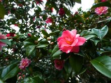 Pazos and Gardens of Galicia