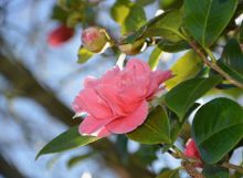 Pazos and Gardens of Galicia