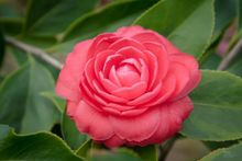 Pazos and Gardens of Galicia