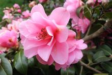 Pazos and Gardens of Galicia