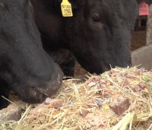 Mayura Station - Full Wagyu Cattle with its special chocolate & candy feed