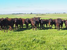 Mayura Station - Full-Blood Australian Wagyu Cattle