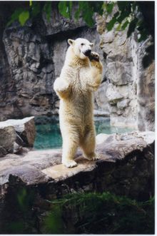 A polar bear