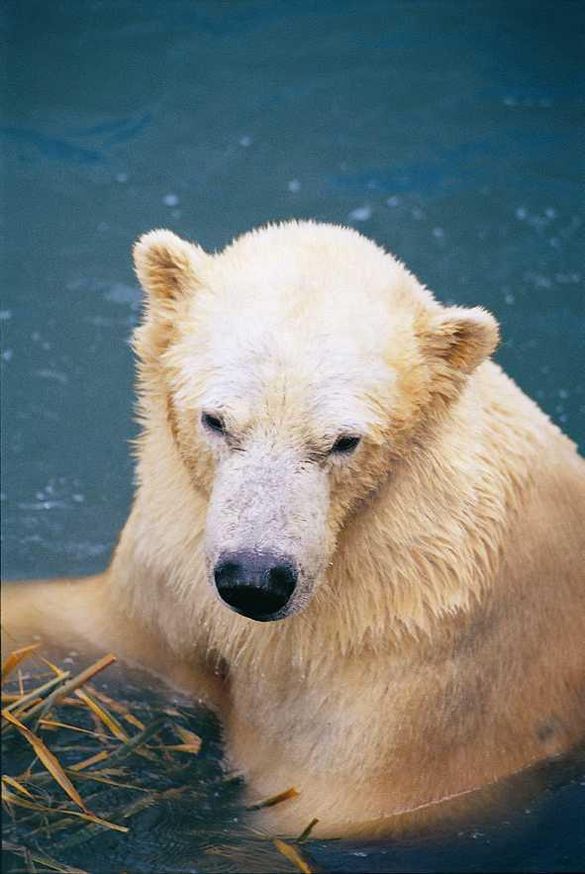 Ping Ping at Polar Bear Shores