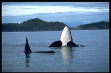 Tofino is a great place to view the Orcas