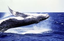 Having a whale of a time off in Coffs Harbour waters