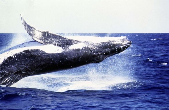 Having a whale of a time off in Coffs Harbour waters