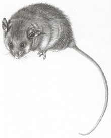Mountain Pygmy Possum