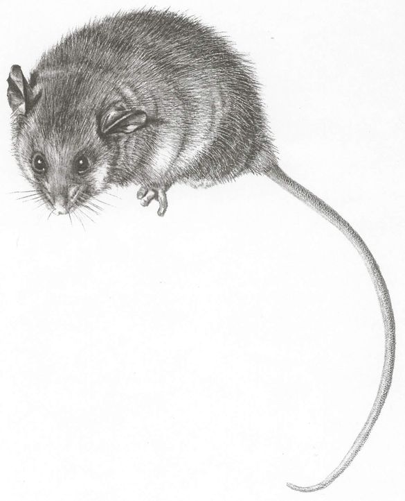 Mountain Pygmy Possum
