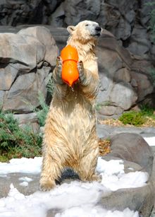 Young Polar bear, Lia, plays in the snow
