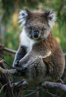 Koala, Great Ocean Road