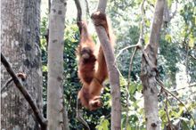 Spider Orang utan