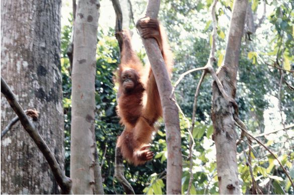 Spider Orang utan