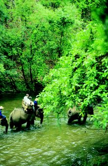 Elephants, Chiang Mai