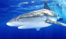 Galapagos sharks
