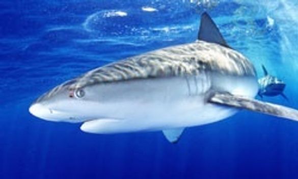 Galapagos sharks
