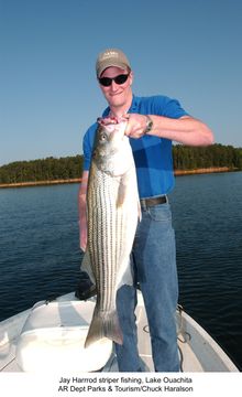 Striper Fish