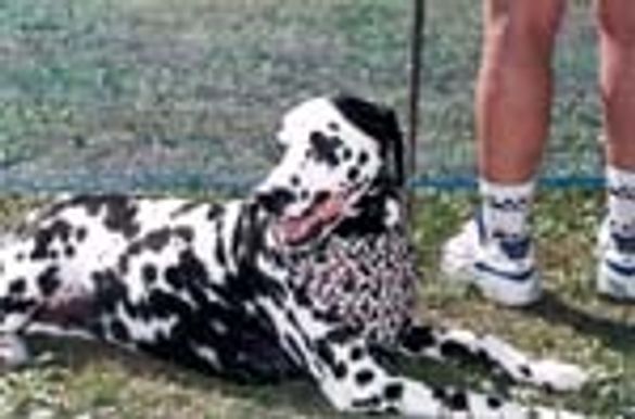 Dog Daze at America's B&Bs