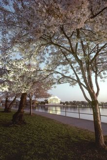 Washington DC