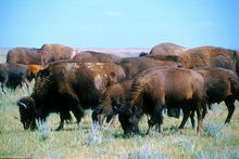 Montana�s list of wildlife superlatives is impressive