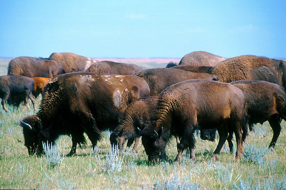 Montana�s list of wildlife superlatives is impressive