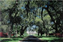 white-columned Plantation House, standing like Tara in �Gone With the Wind� at the end of a long avenue of live oaks.