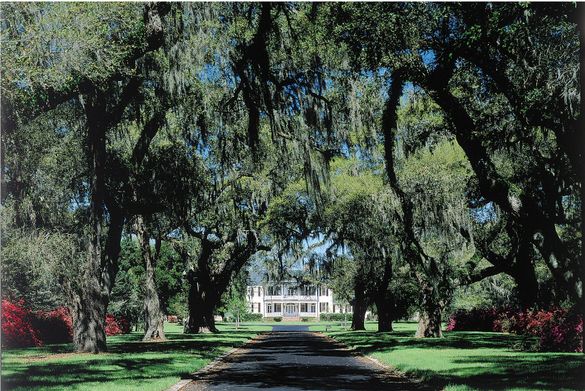white-columned Plantation House, standing like Tara in �Gone With the Wind� at the end of a long avenue of live oaks.