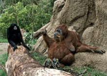 The Zoo�s newest exhibit �Absolutely Apes� opened in Spring 2003 