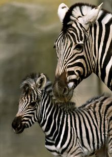 Baby Zebra