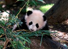 The healthy male cub, Mei Sheng, which means �Born In The USA,� 