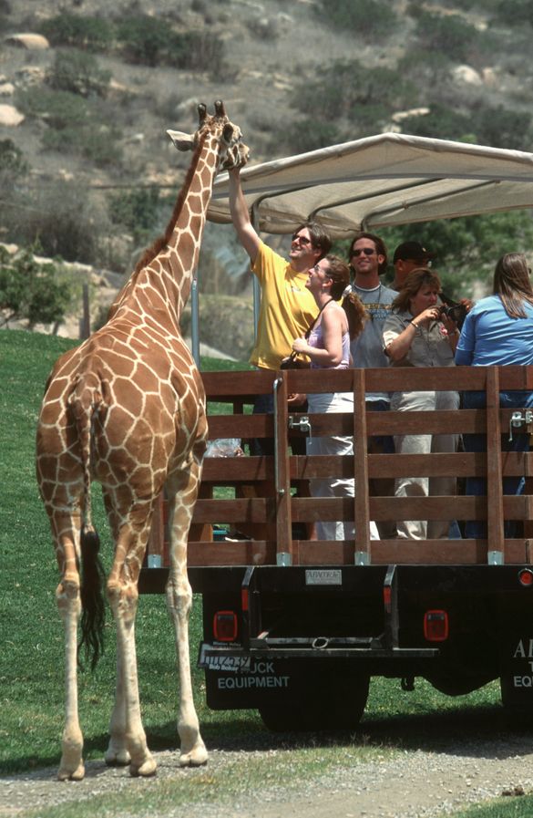 Safari adventure with a private guide at the San Diego Zoo�s Wild Animal Park.