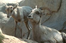 Desert Bighorn Sheep 