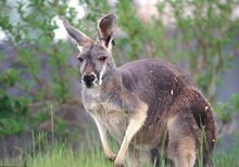 Kangaroo -- Columbus Zoo & Aquarium (photo credit: G. Jones)
