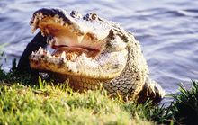 VISIT FLORIDA