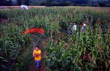 Rock City Plants Seeds for Amazing Agritainment Venture