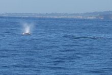 Get Ready for Nature's Most Breathtaking Sight - Gray Whales Appering Almost Daily, Nov. Through April