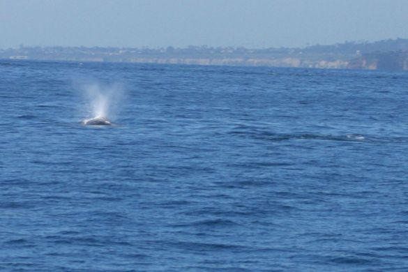Get Ready for Nature's Most Breathtaking Sight - Gray Whales Appering Almost Daily, Nov. Through April