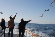 Dana Wharf is Seeing Blue...Blue WHales Within Three-Mile Radius of Dana Point!