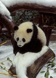 San Diego Zoo Celebrates Giant Panda Cub's First Birthday