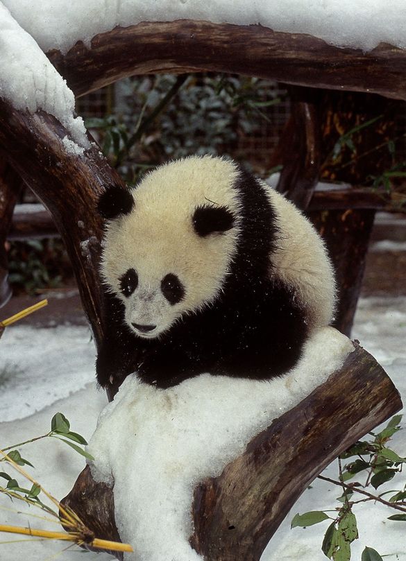 San Diego Zoo Celebrates Giant Panda Cub's First Birthday