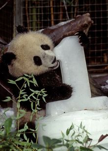 San Diego Zoo Celebrates Giant Panda Cub's First Birthday