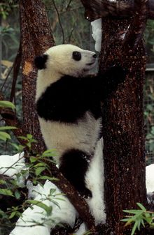 San Diego Zoo Celebrates Giant Panda Cub's First Birthday