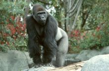Gorilla
