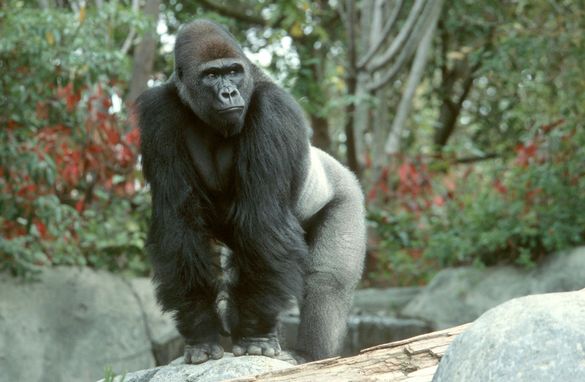 Gorilla