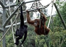 ABSOLUTELY APES