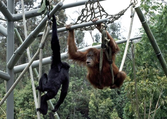 ABSOLUTELY APES