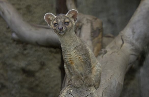 For the first time in 10 years a fossa gave birth to three cubs at the San Diego Zoo. The 10-week-old cubs have recently emerged