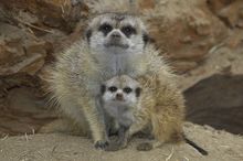 A 49-day-old female baby meerkat (born on Aug. 3) sticks close by her mom on Monday, Sept. 20, 2004 as she acclimates to her new